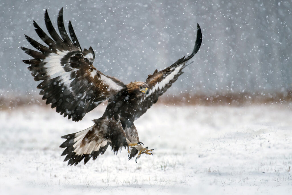 Golden Eagle (Aquila chrysaetos) Golden Eagle (Aquila chrysaetos)